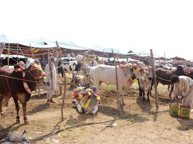sacrificial animal for sale at market photo waqas naeem express sacrificial animal for sale at market photo waqas naeem express