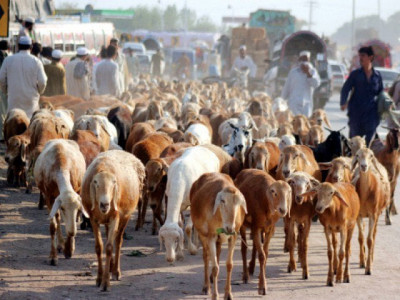 precautions police devise strategy to regulate hide collection precautions police devise strategy to regulate hide collection