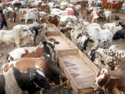 eid preparations eight eid cattle markets to be set up in multan
