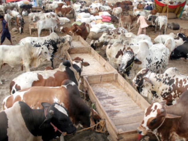 the dco directed the town administration to select sites for the cattle markets in two days photo athar khan express