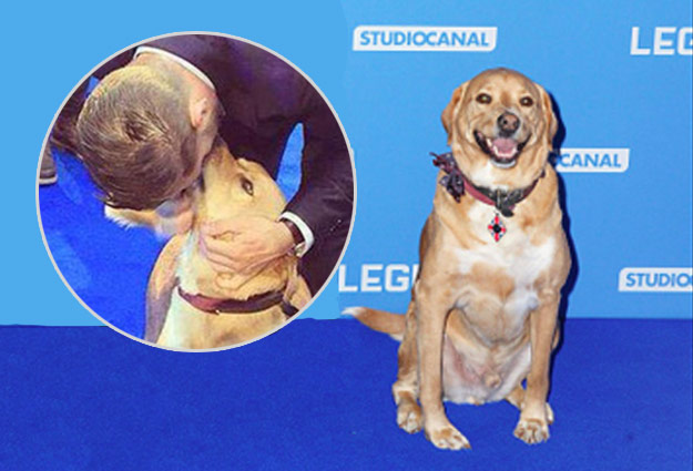 the canine stole the show posing for cameras as he strutted on the red carpet photo twitter