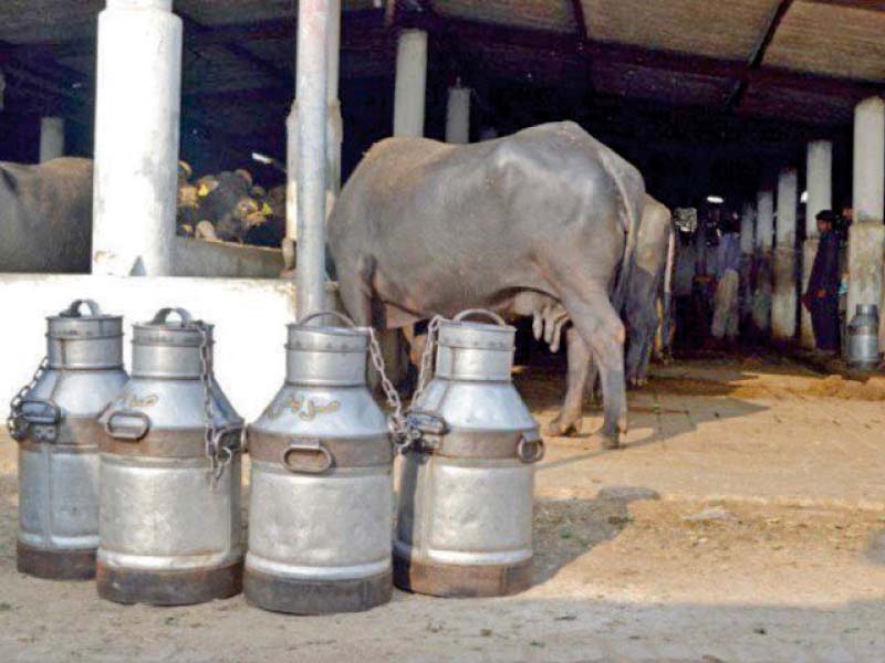 pakistan needs to preserve the 6 7 billion litres of milk wasted annually due to the poor supply chain photo file