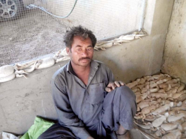six persons involved in hunting desert lizards were caught by a team of sindh wildlife department around 150 desert lizards were seized during the raid near jamshoro photo courtesy sindh wildlife department six persons involved in hunting desert lizards were caught by a team of sindh wildlife department around 150 desert lizards were seized during the raid near jamshoro photo courtesy sindh wildlife department