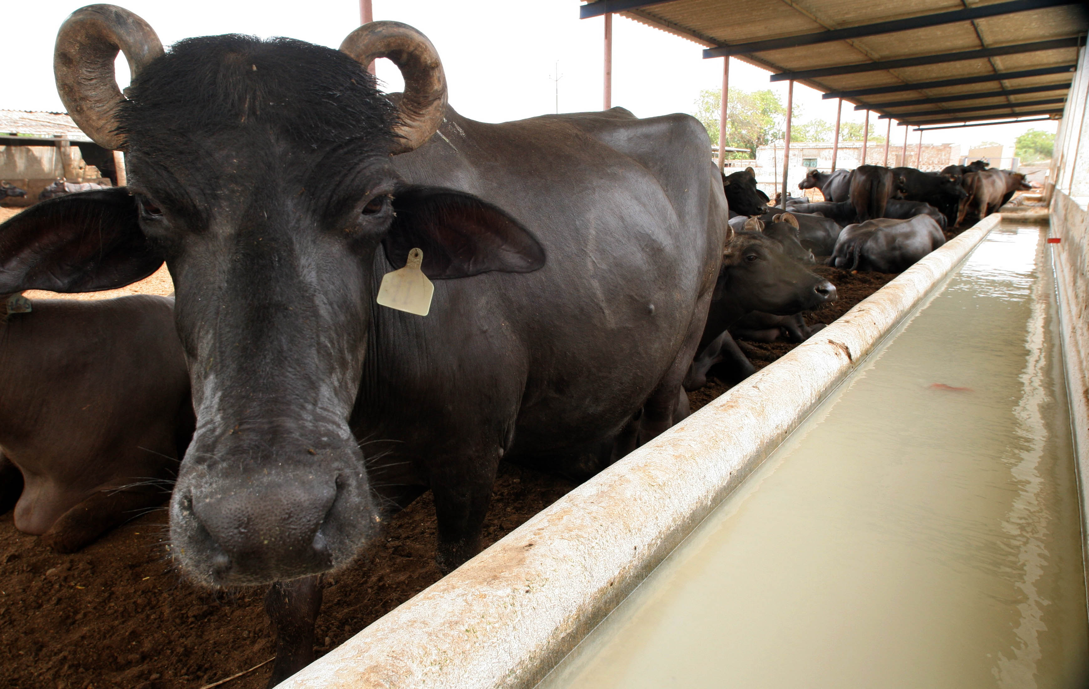 according to sources the decision to raise the price was taken during a meeting of dairy farmers on sunday photo athar khan express tribune