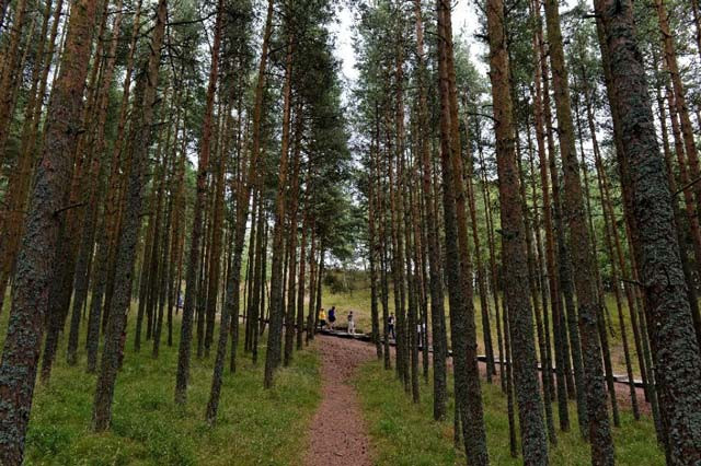 the rate of net forest loss has been cut by more 50 percent according to the un 039 s food and agriculture organization photo afp the rate of net forest loss has been cut by more 50 percent according to the un 039 s food and agriculture organization photo afp