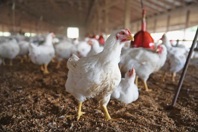 mehta said once poultry industry was run in traditional way but now the situation has entirely changed and the industry is rapidly growing following international standards photo afp mehta said once poultry industry was run in traditional way but now the situation has entirely changed and the industry is rapidly growing following international standards photo afp