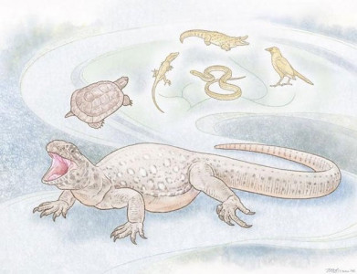 odd ancient lizard like reptile called earliest known turtle odd ancient lizard like reptile called earliest known turtle