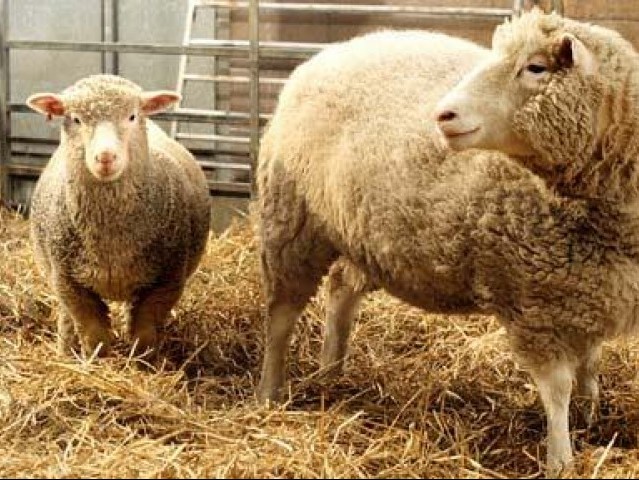 eu lawmakers want full animal cloning ban