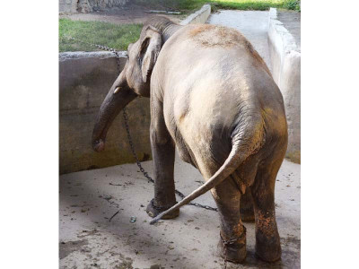 stomped chained elephant to break free