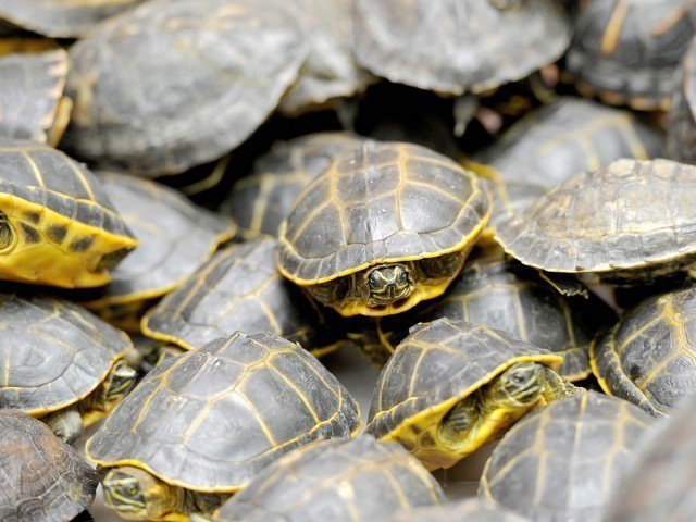 rare specie man caught trying to smuggle 120 turtles to thailand