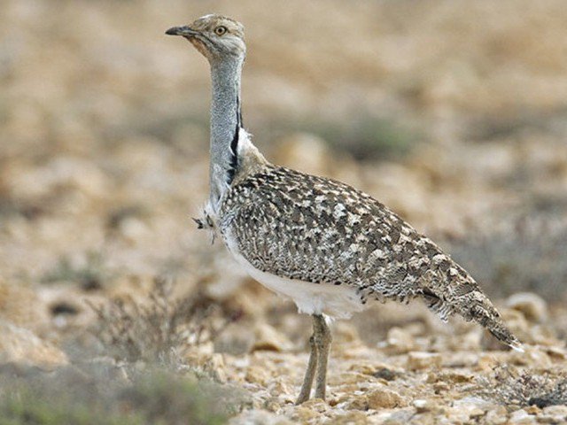 a three member bench headed by chief justice jawwad s khawaja issued the detailed judgment on hunting of houbara bustard photo afp