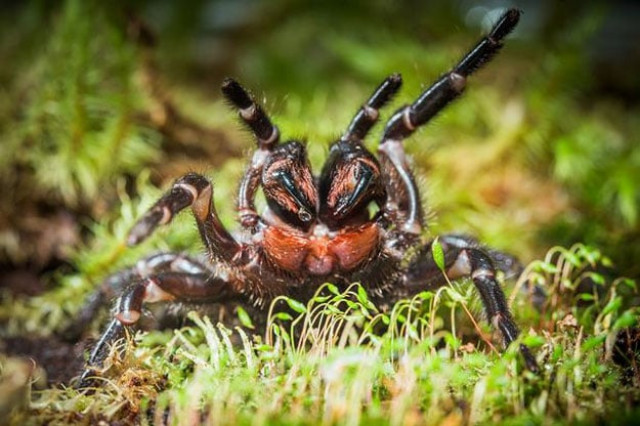 the deadly funnel web spider photo anu the deadly funnel web spider photo anu