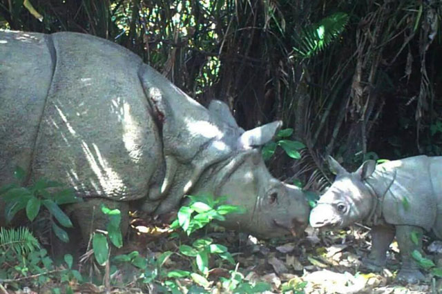 a female javan rhino and a calve pictured roaming in ujung kulon national park photo afp