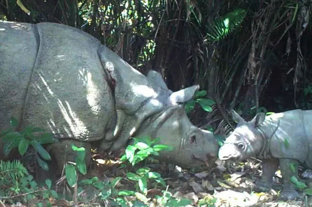 a female javan rhino and a calve pictured roaming in ujung kulon national park photo afp a female javan rhino and a calve pictured roaming in ujung kulon national park photo afp