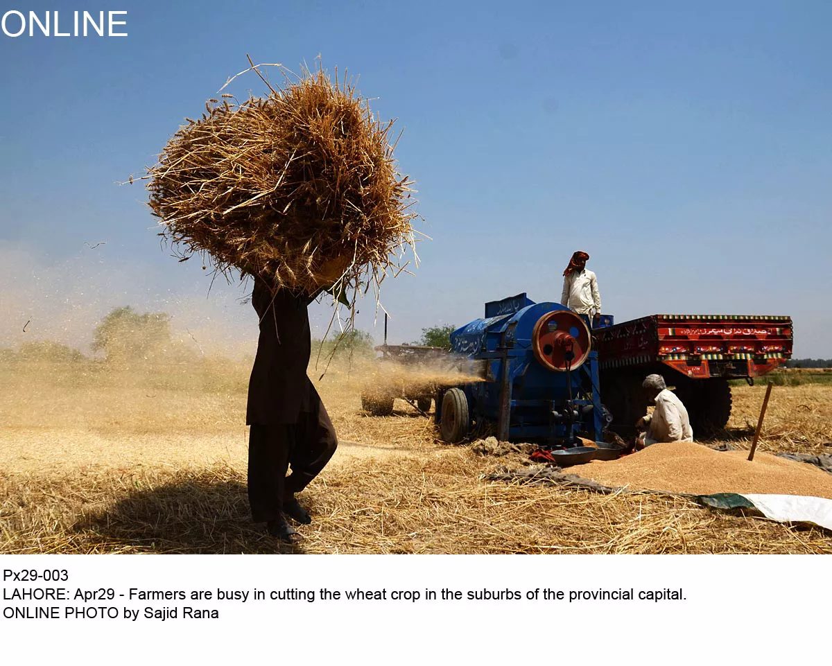 idle 5m tons is the quantity of wheat held in stocks of the punjab government compared to sindh government s 1 5 million tons photo online idle 5m tons is the quantity of wheat held in stocks of the punjab government compared to sindh government s 1 5 million tons photo online