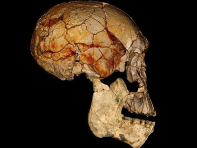 remains of new human species found in south african cave scientists