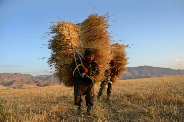 the food and agriculture organization fao said the prices of almost all commodities measured in its food price index dropped including milk vegetable oils sugar and cereals photo afp