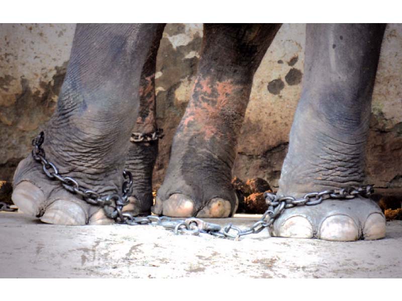 kaavan is still in chains in its enclosure photos huma choudhary express