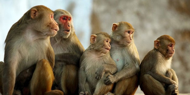 truitt does not believe the people who lost the monkey will come forward photo huffingtonpost truitt does not believe the people who lost the monkey will come forward photo huffingtonpost