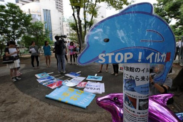 defenders of the hunt say it is a tradition and point out that the animals are not endangered photo afp