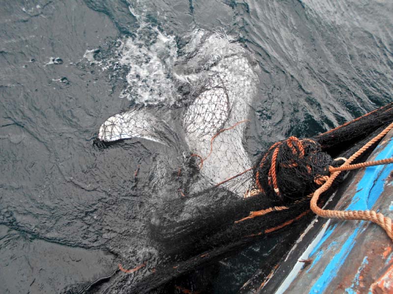 two whale sharks were caught separately and released back into the waters on wednesday both the pakhtun fishermen who made the unique discovery belonged to karachi photo courtesy wwf pakistan