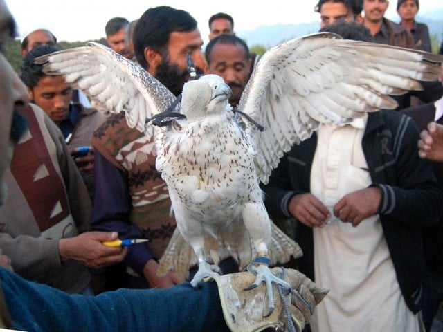 a file photo of falcon being released photo muhammad javaid express tribune