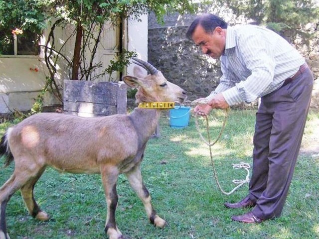 an official from the wildlife department looks after the baby ibex photo shabbir mir express