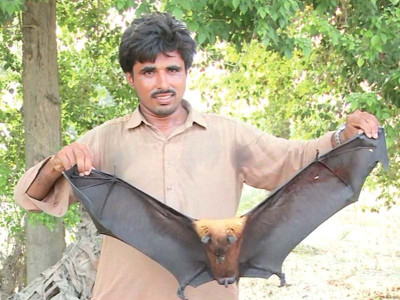 uninvited guests megabats take over fruit trees in rural sindh