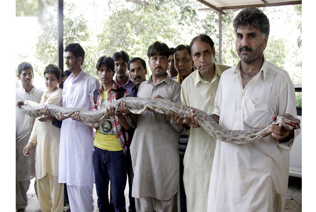 wildlife assistant director abdul shakoor said the serpent had probably crept into the park from a sewage drain photo nni