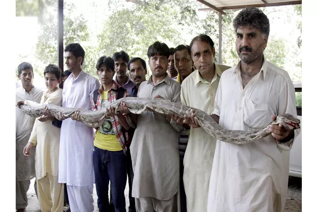 wildlife assistant director abdul shakoor said the serpent had probably crept into the park from a sewage drain photo nni wildlife assistant director abdul shakoor said the serpent had probably crept into the park from a sewage drain photo nni
