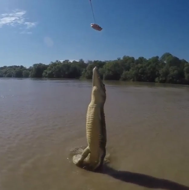 this video of a hungry crocodile will leave you with chills