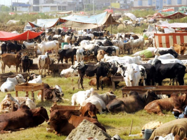 experts fear the crimean congo haemorrhagic fever will be transported along with cattle coming from khyber pakhtunkhwa photo waseem nazir express experts fear the crimean congo haemorrhagic fever will be transported along with cattle coming from khyber pakhtunkhwa photo waseem nazir express