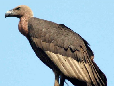iucn baanhn beli dive into project to save vultures iucn baanhn beli dive into project to save vultures