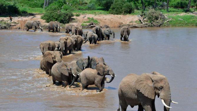 elephants ford the ewaso nyiro river in kenya 039 s samburu game reserve on may 8 2013 photo afp