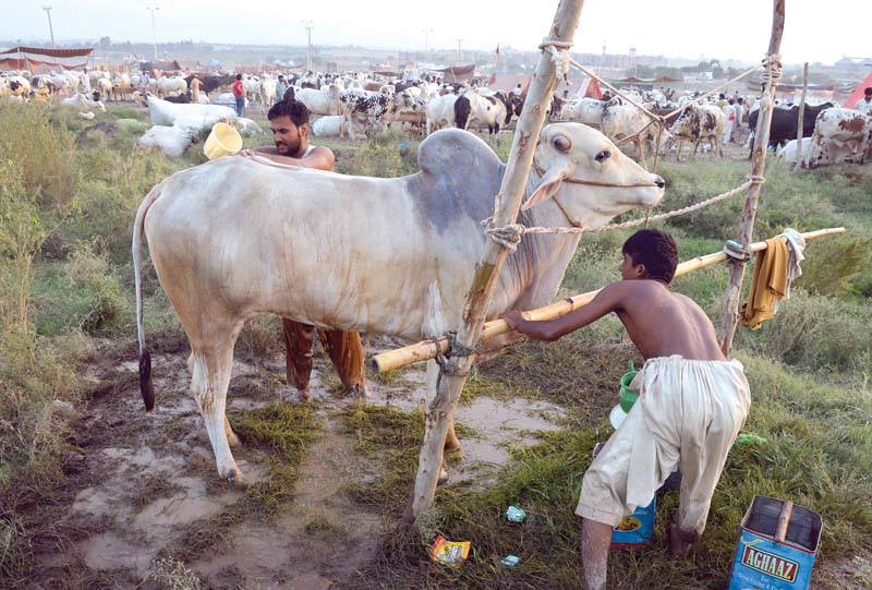 seeing the rush of buyers at i 11 many animal dealers moved there from the legal cattle market in i 12 photo mudassar raja express