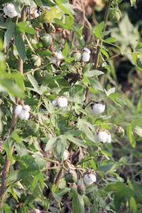 farmers divided over agricultural relief