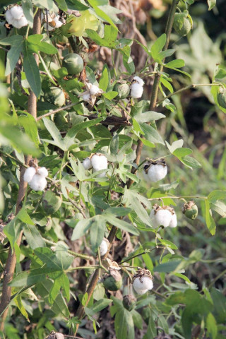 drastic slump in commodity prices has proven to be a major blow to growers especially cotton farmers photo ayesha mir express drastic slump in commodity prices has proven to be a major blow to growers especially cotton farmers photo ayesha mir express