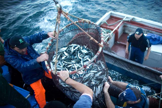 the report said populations of fish marine mammals birds and reptiles had fallen 49 per cent between 1970 and 2012 photo reuters the report said populations of fish marine mammals birds and reptiles had fallen 49 per cent between 1970 and 2012 photo reuters