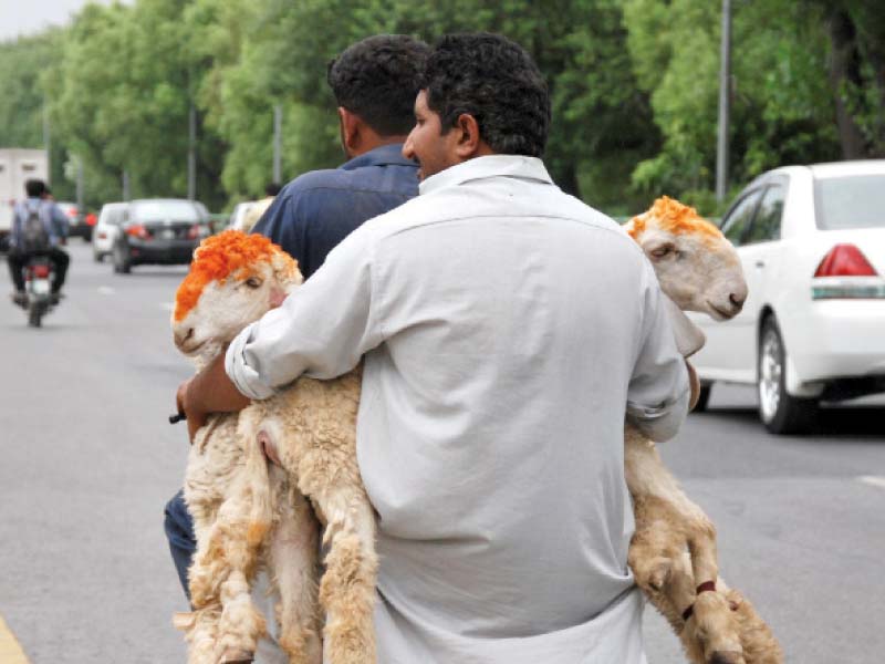 man carrying sheep on a motorcycle photo shahbaz malik express