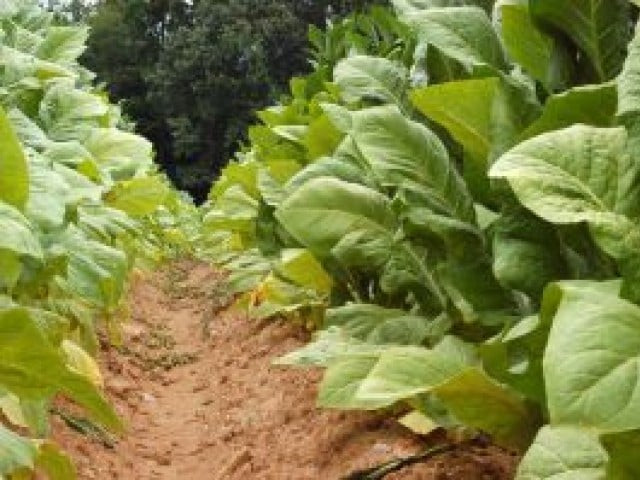 48m worth of raw tobacco exported 48m worth of raw tobacco exported