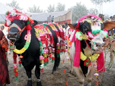 animal accessories animal accessories