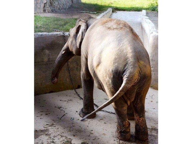 the 31 year old asian elephant kaavan has been kept in solitary confinement and chained around his legs since his long term companion saheli a female elephant gifted by the government of bangladesh in early 90s to pakistan died in may 2012 photo express