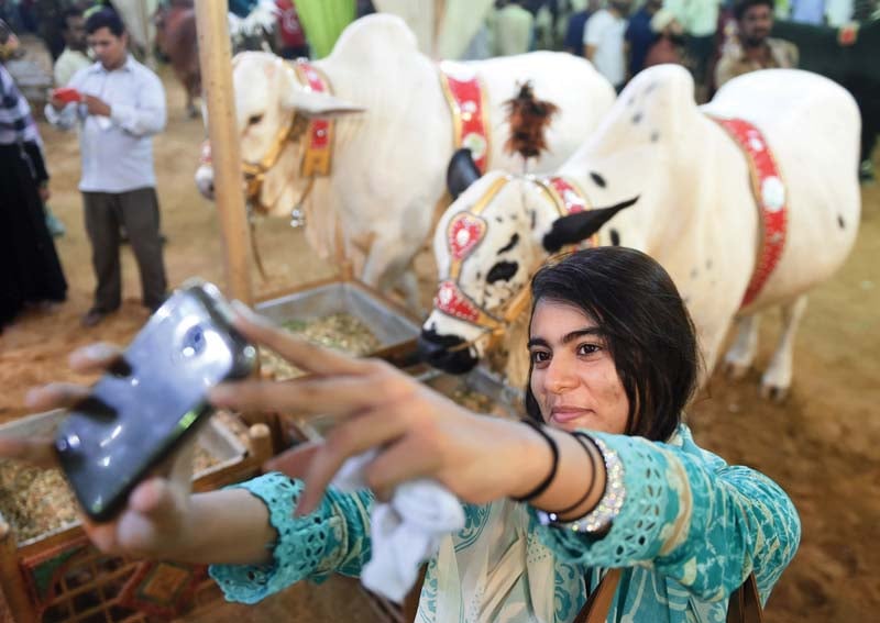 a young woman takes a selfie with animals at a cattle market set up for eidul azha in karachi late on thursday photo afp