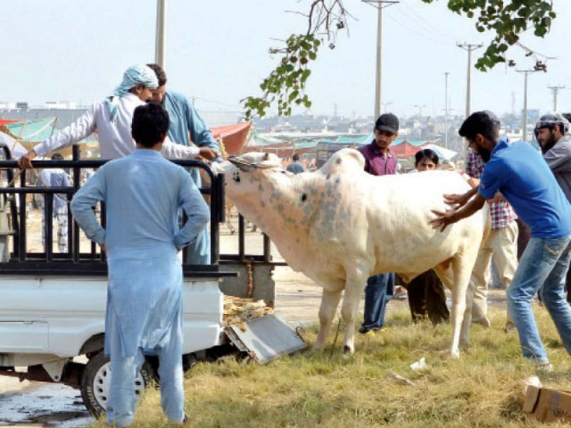 cattle vendors shifting their livestock to the new market in i 12 photo mudassar raja express cattle vendors shifting their livestock to the new market in i 12 photo mudassar raja express