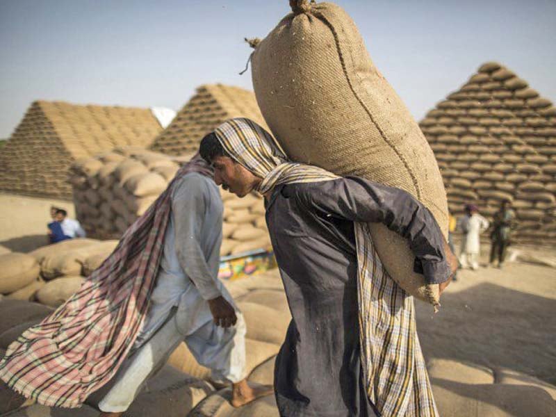 on one hand the government gives subsidy and makes efforts to encourage wheat exports but on the other hand if any opportunity comes it is rejected outright photo file