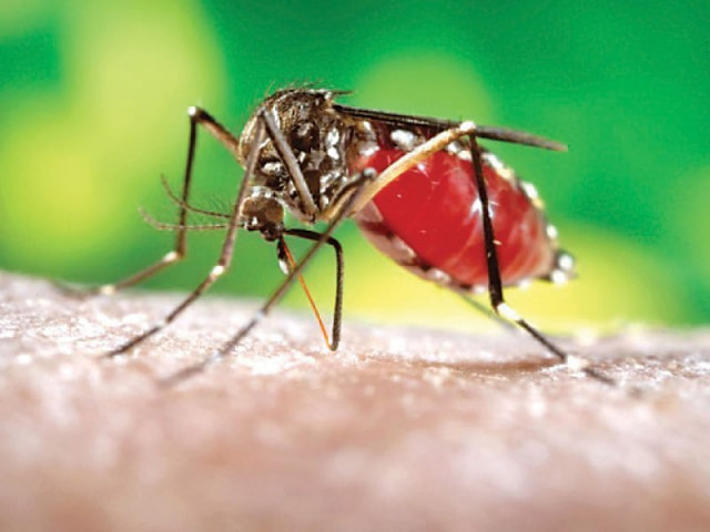viral first dengue case reported in batkhela