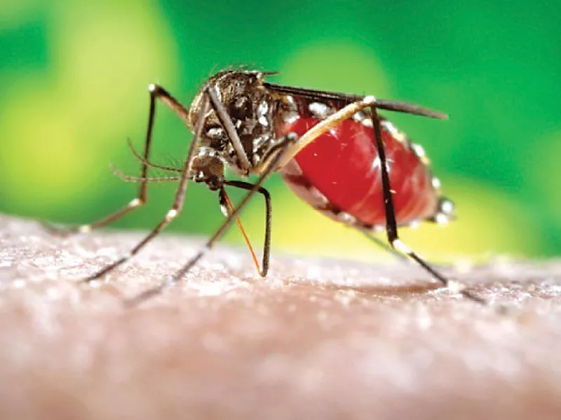 viral first dengue case reported in batkhela