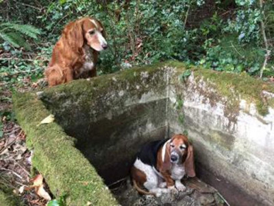 dog s best friend canine consoles seeks help for trapped us hound