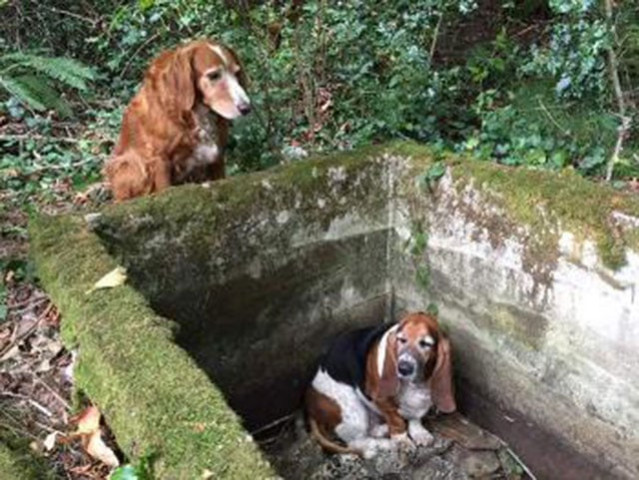 shelter volunteers traced its path and found tillie with her head resting on the side of the well photo ooyuz shelter volunteers traced its path and found tillie with her head resting on the side of the well photo ooyuz