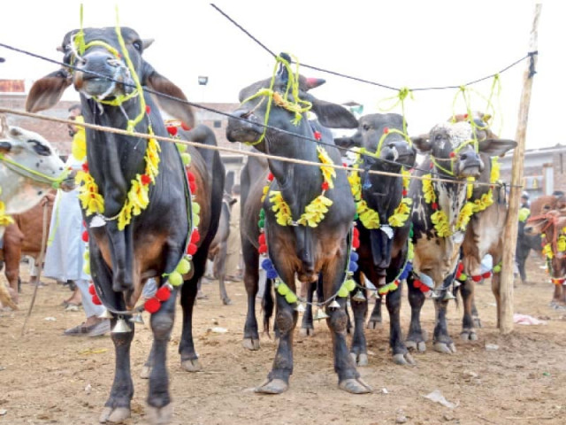 animals at a cattle market in the city photo muhammad iqbal express animals at a cattle market in the city photo muhammad iqbal express